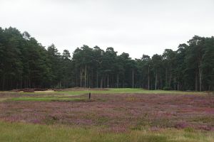 Swinley Forest 16th